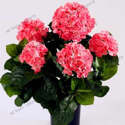 Hydrangea Bonsai Seeds - Perennial Wedding Flowers for Home & Garden - Easy to Grow