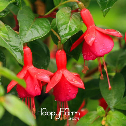 Red Fuchsia Seeds - Vibrant Lantern Flower Bonsai, Perennial Blooming Plants for Garden
