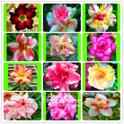 Desert Rose Seeds - Stunning Bonsai Flower for Garden, Balcony & Pots