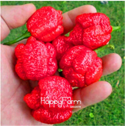 16 Hot Chili Pepper Varieties, Non-GMO Vegetable Seeds for Home Garden & Happy Farm
