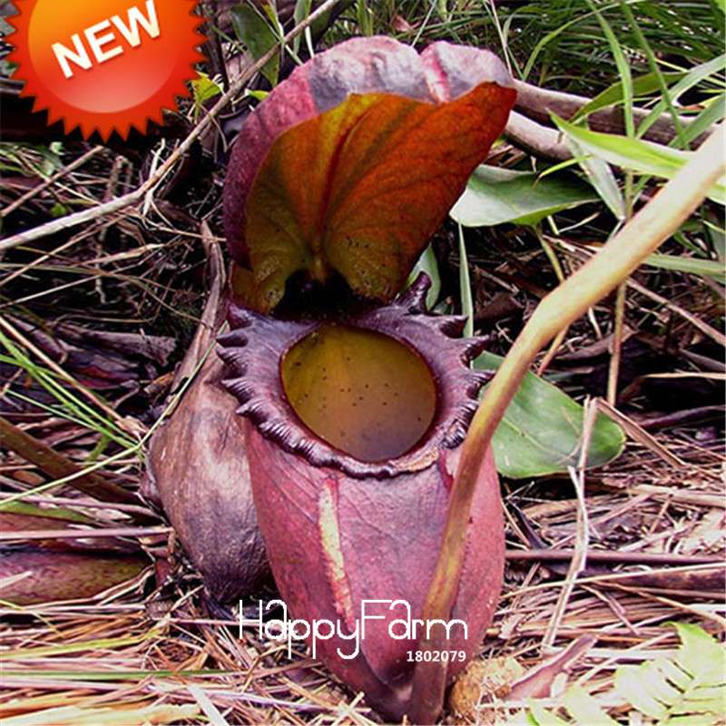 Carnivorous Nepenthes Seeds - Mosquito Eating Plant for Bonsai & Garden - Rare Insectivorous Variety