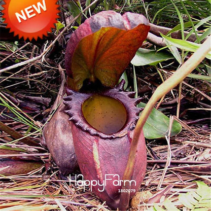 Carnivorous Nepenthes Seeds - Mosquito Eating Plant for Bonsai & Garden - Rare Insectivorous Variety