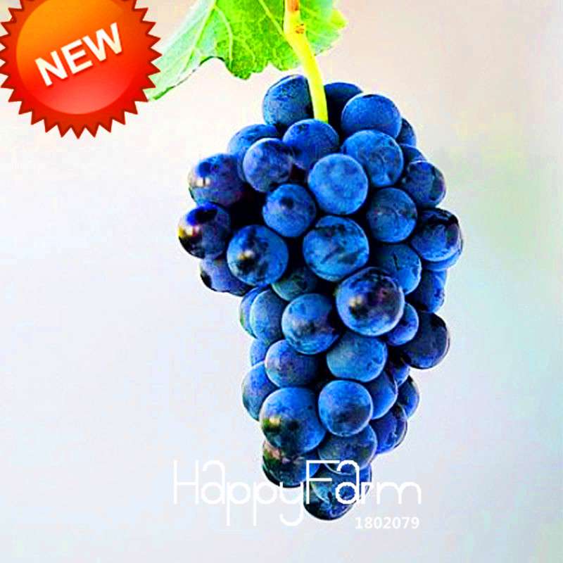 Black Grape Seeds - Non-GMO, High Germination Rate - Perfect for Home Gardening & Fresh Fruit