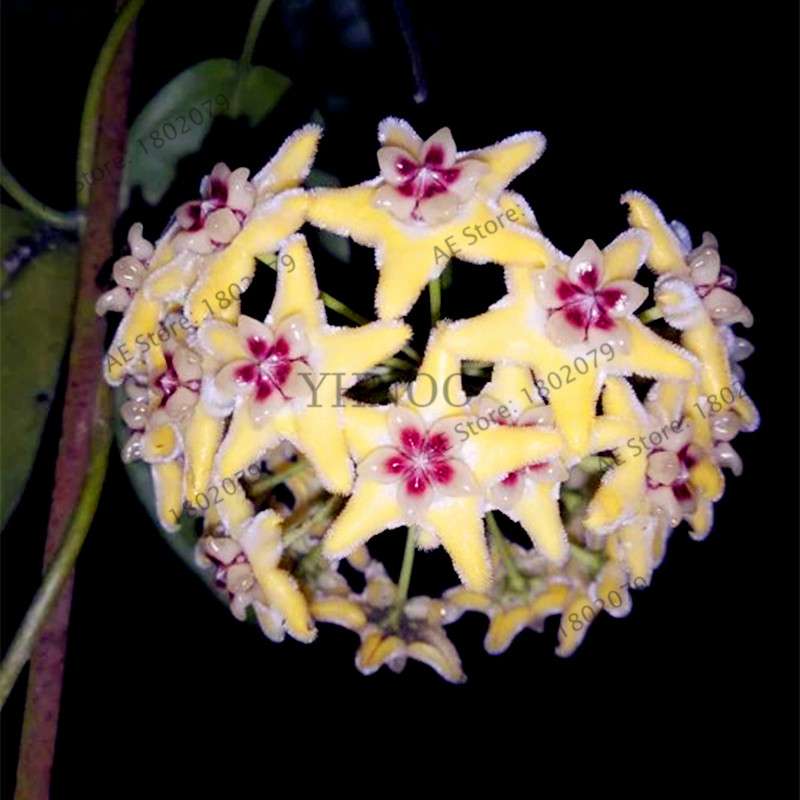 24 Color Hoya Carnosa Seeds - Rare Perennial Bonsai Plant for Home Garden