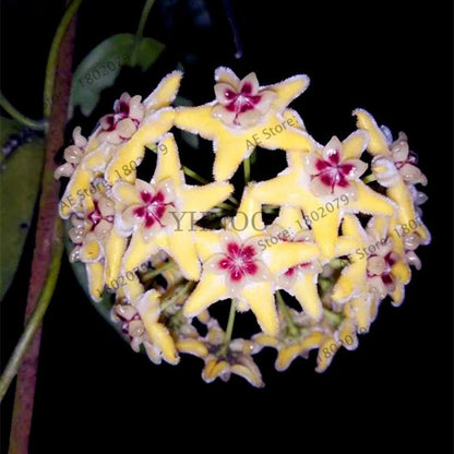24 Color Hoya Carnosa Seeds - Rare Perennial Bonsai Plant for Home Garden