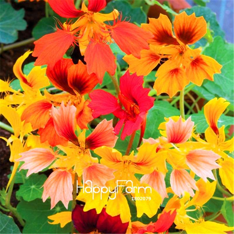 Fresh Tropaeolum Majus Nasturtium Seeds - Easy to Grow, Vibrant Flowers for Garden Planting (Fast Shipping)