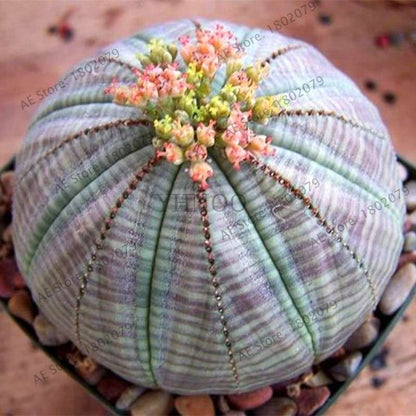 Rare Lithops Seeds - Living Stones Succulent, Organic Cactus Seeds for Indoor Garden, Bonsai & Succulent Lovers