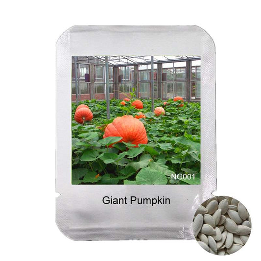 Organic Giant Pumpkin Seeds - Anti-Cancer, Garden Vegetables, Non-GMO, USA Shipping