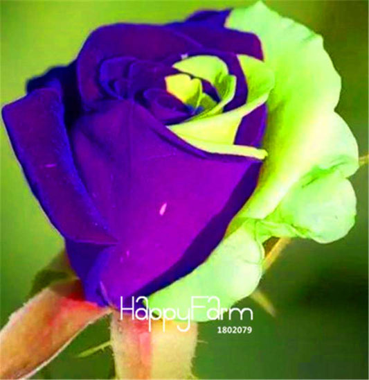 Purple & Green Rose Seeds - Premium Bonsai Flowers for Planting, Home Garden Gifts