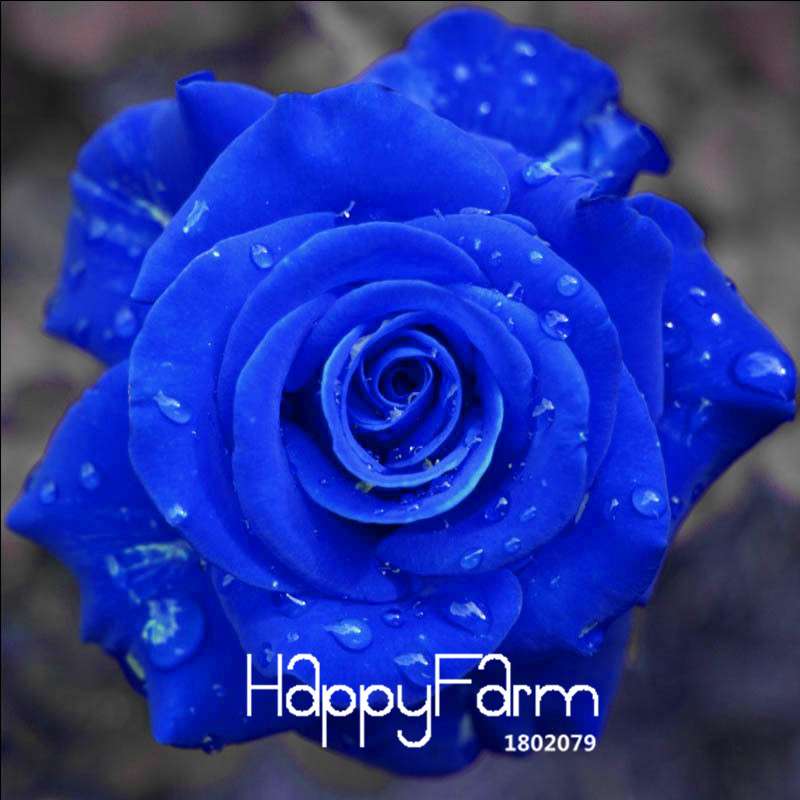 Blue Dragon Rose Seeds, Fragrant Blue Rose Flowering Plants for Garden