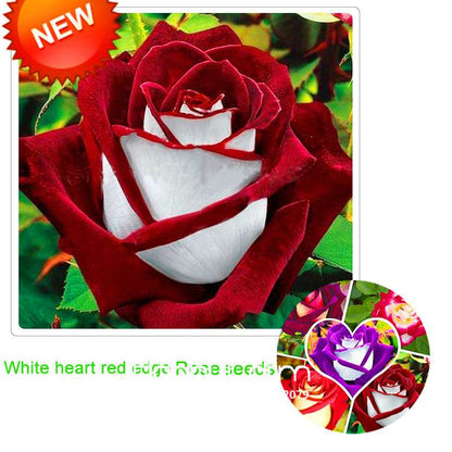 Rare White Red Edge Rose Seeds - for Balcony, Indoor & Garden Planting | Fresh Potted Flower Seeds