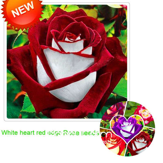 Rare White Red Edge Rose Seeds - for Balcony, Indoor & Garden Planting | Fresh Potted Flower Seeds
