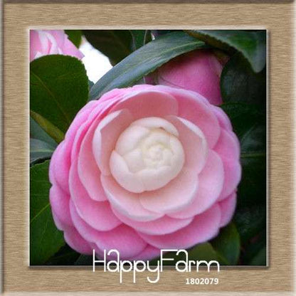 24-Color Camellia Seeds Kit - for Potted Plants, Bonsai & Garden Flowers | Fast-Growing & Vibrant Blooms