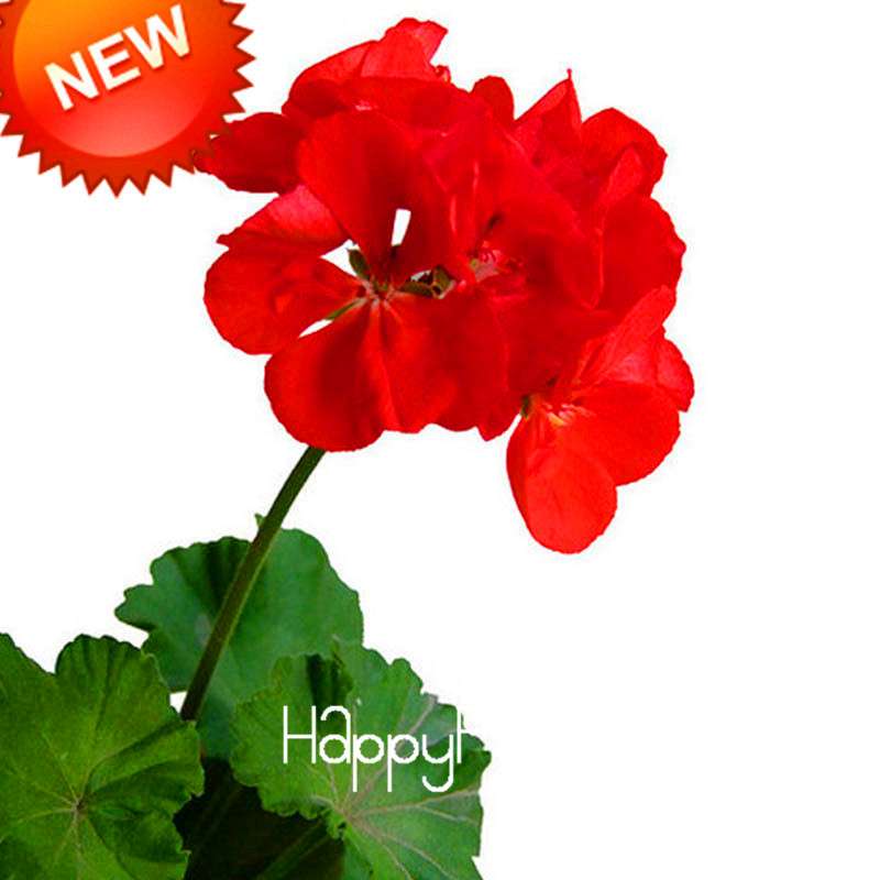 Red Geranium Seeds - Perennial Pelargonium Peltatum for Indoor Planting | Fast-Growing Flower Seeds