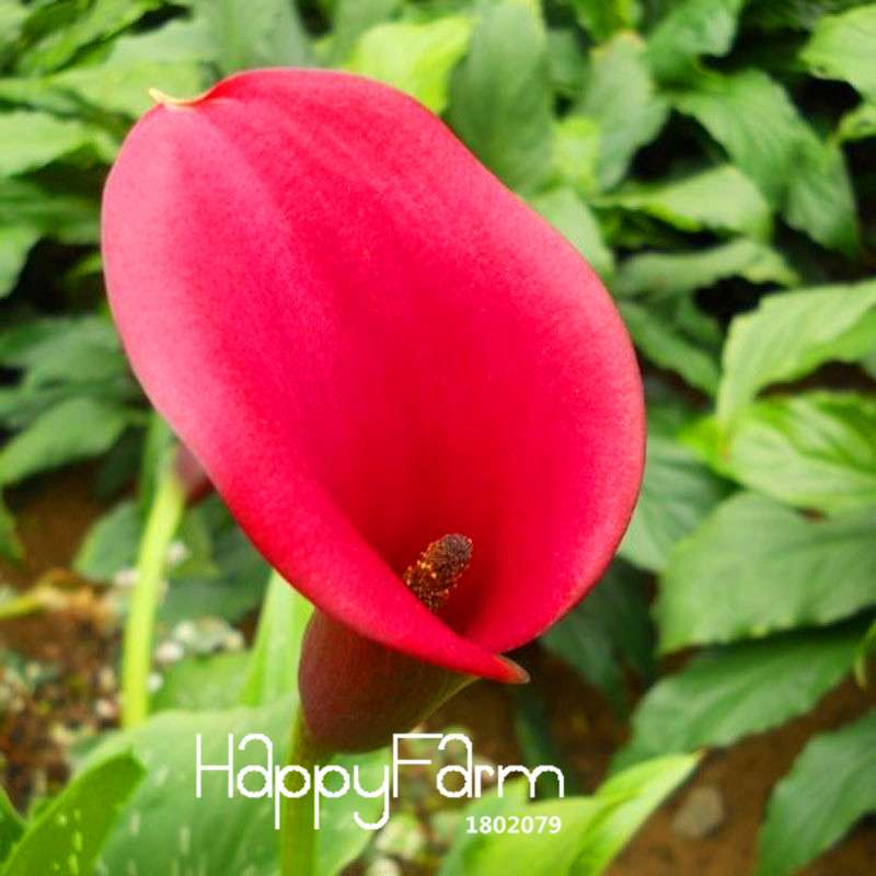 Red Calla Lily Seeds - Exotic Balcony & Patio Flower Seeds for Potted Bonsai | Fast-Growing Aethiopica