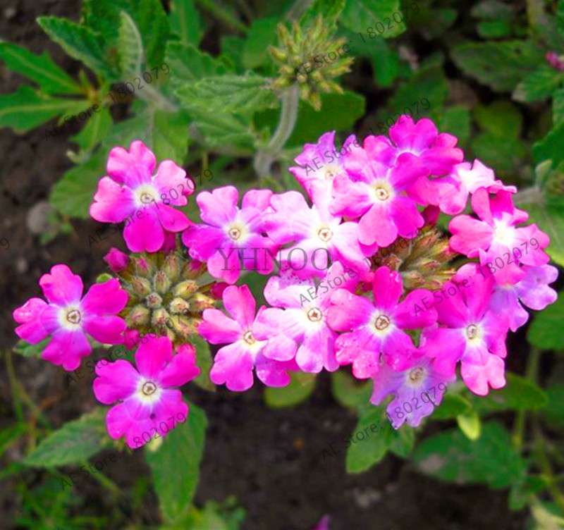 Verbena Seeds for Planting - Easy to Grow Potted Flowers, Bonsai Garden Seeds for Home & Outdoors