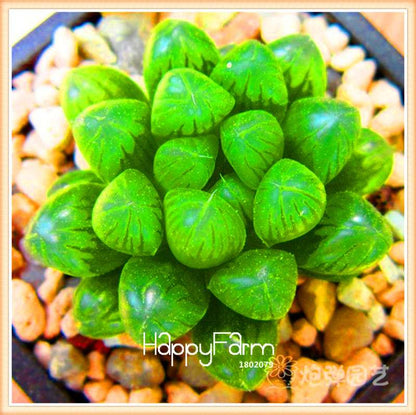 Lithops Seeds - 99 Varieties, Succulent & Bonsai Plants for Office - Fast Shipping & High Germination Rate