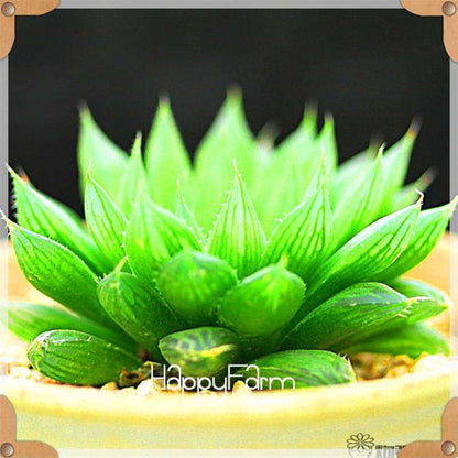 99 Varieties Lithops Seeds - Succulent & Bonsai Plants for Office, Home Garden - Easy to Grow