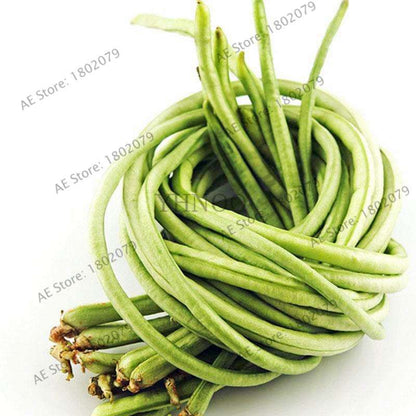 Organic Cowpea Seeds - Non-GMO, Healthy Home Garden Planting, DIY Bonsai Vegetables (Vigna Unguiculata)