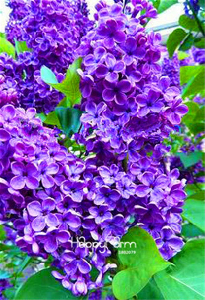 Japanese Bonsai Lilac Flower Seeds - DIY Home Garden Planting Kit for Indoor/Outdoor