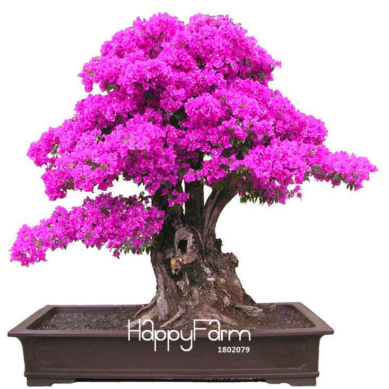9 Varieties Bougainvillea Spectabilis Seeds - Perennial Bonsai & Flowering Plants