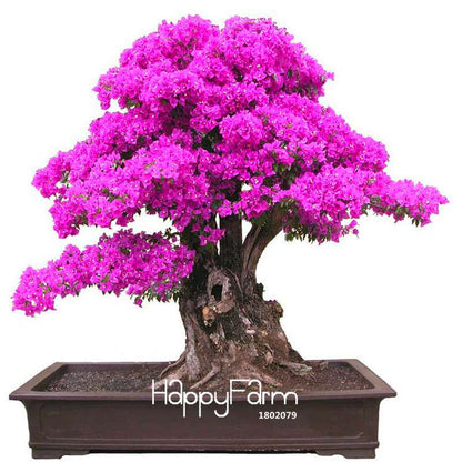 9 Varieties Bougainvillea Spectabilis Seeds - Perennial Bonsai & Flowering Plants