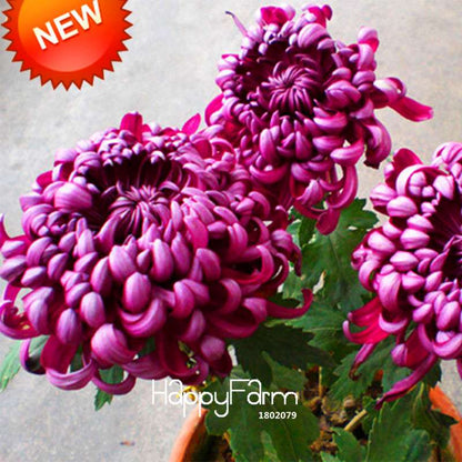 Rare Bicolor Purple & Pink Chrysanthemum Seeds - DIY Garden Flowers for Home Planting