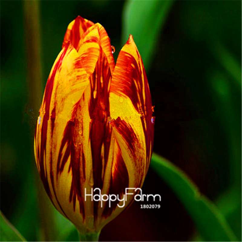 Dutch Tulip Flower Seeds - Potted Bonsai for Home & Garden Planting