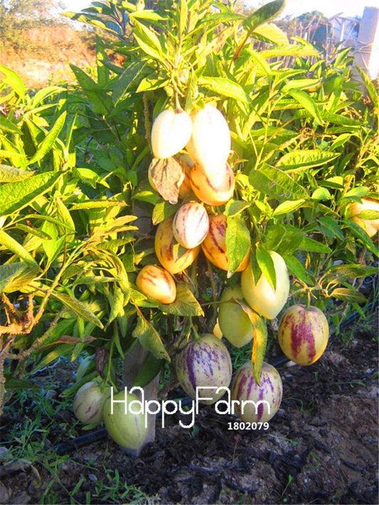 Non-GMO Organic Pepino Melon Seeds | Sweet Fruit Seeds for Home Garden Planting