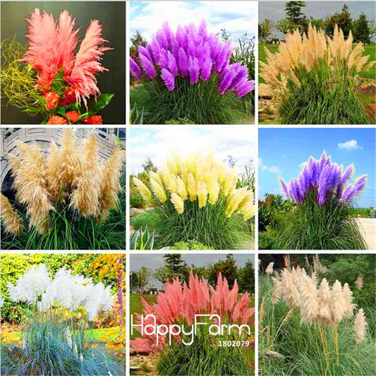 Pampas Grass Seeds - Cortaderia Ornamental Plants for Patio, Garden & Pots | Fresh New Flowers