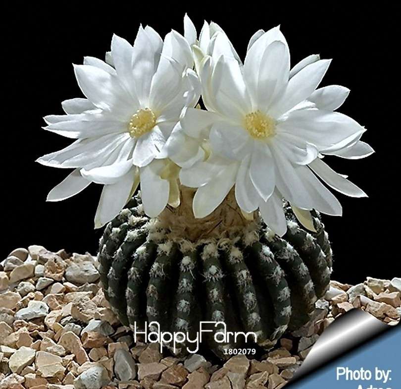 Celestial Cactus Seeds Pack - Potted Bonsai Plants, Anti-Radiation Indoor Succulents for Home & Office