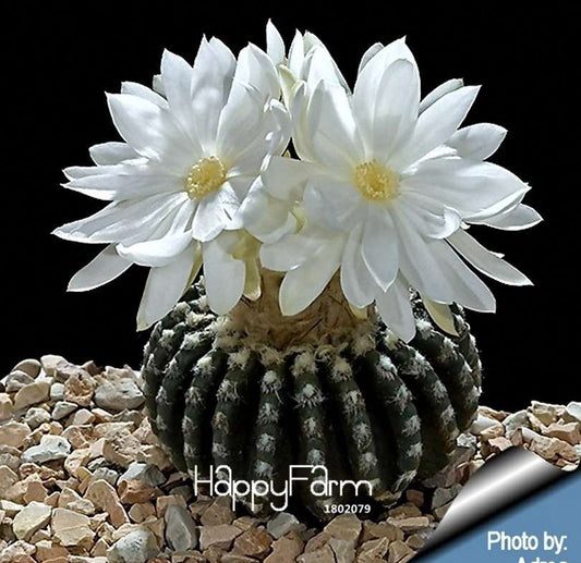 Celestial Cactus Seeds Pack - Potted Bonsai Plants, Anti-Radiation Indoor Succulents for Home & Office