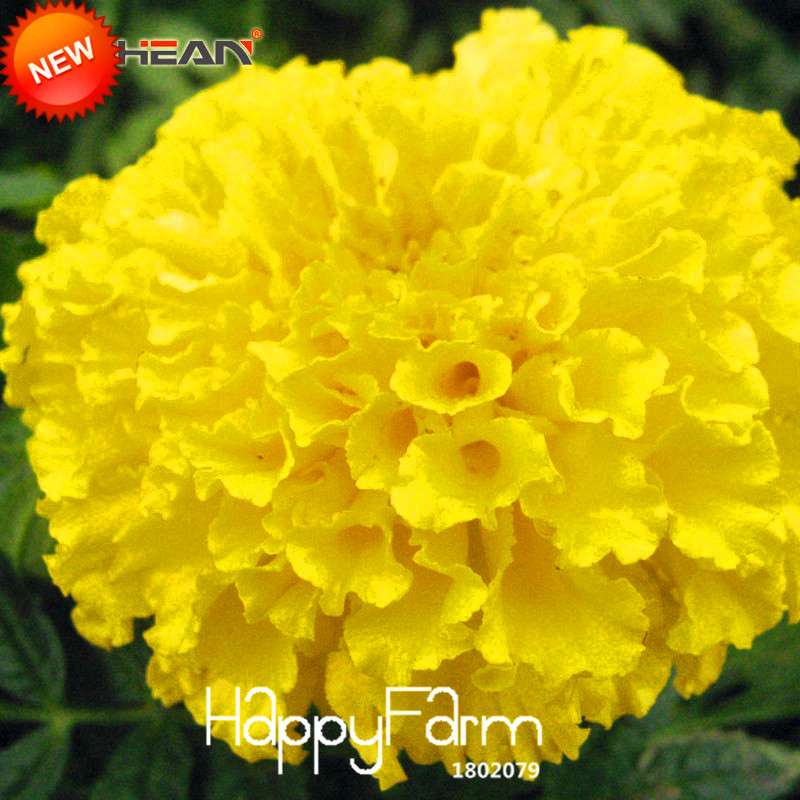 Yellow Petals Maidenhair Flower Seeds - Premium Garden Chrysanthemum & Marigold Bonsai Seeds for Planting