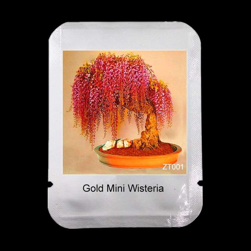 Rare Gold Mini Bonsai Wisteria Seeds - Indoor Flowering Plants, Professional Pack