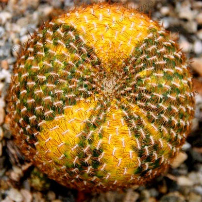 Rare Lithops Seeds - Living Stones Succulent, Organic Cactus Seeds for Indoor Garden, Bonsai & Succulent Lovers