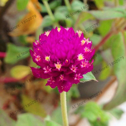 Rare Mini Gomphrena Globosa Seeds - Vibrant Perennial Flowers for Garden & Bonsai