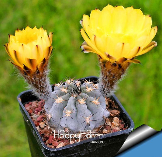 Rare Mini Cactus Seeds (Astrophytum) - Succulent Plants for DIY Home Garden Planting