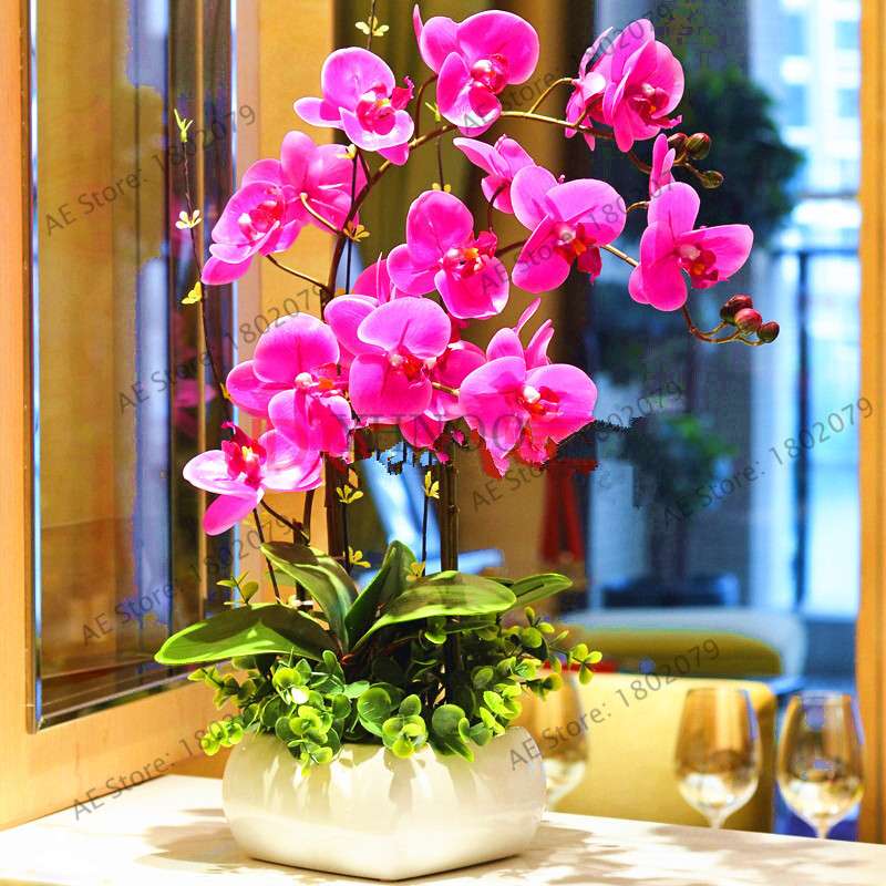 Rare Mixed Color Butterfly Orchid Seeds - Beautiful Bonsai Balcony Flowers for Garden Planting