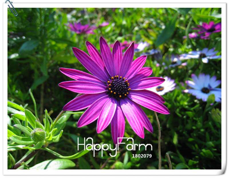 African Blue Eyed Daisy Seeds - Osteospermum Mix for Garden, Bonsai & Outdoor Planting | Fast-Growing Flower Seeds