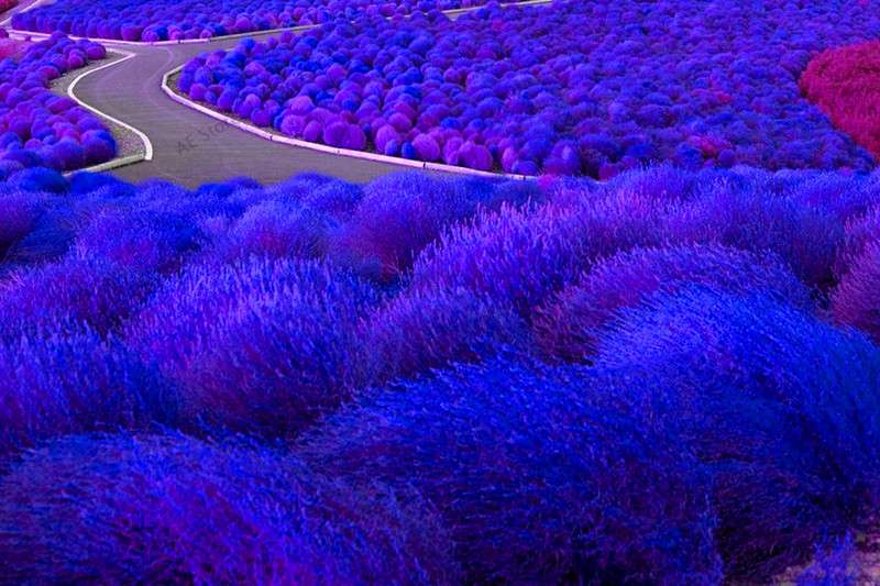 Burning Bush Grass Seeds - Fast Growing, Hardy Kochia Scoparia | Summer Cypress, Easy to Grow Garden Seeds