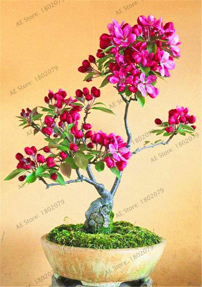 Rare Azalea Bonsai Seeds - DIY Home Garden Plants, Sakura-Like Blooms - Grow Japanese Cherry Flowers