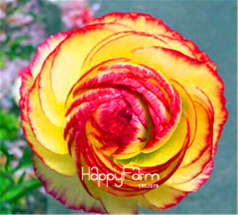 Ranunculus Asiaticus Bonsai Flower Seeds - DIY Home Garden Planting Kit