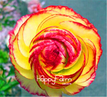 Ranunculus Asiaticus Bonsai Flower Seeds - DIY Home Garden Planting Kit