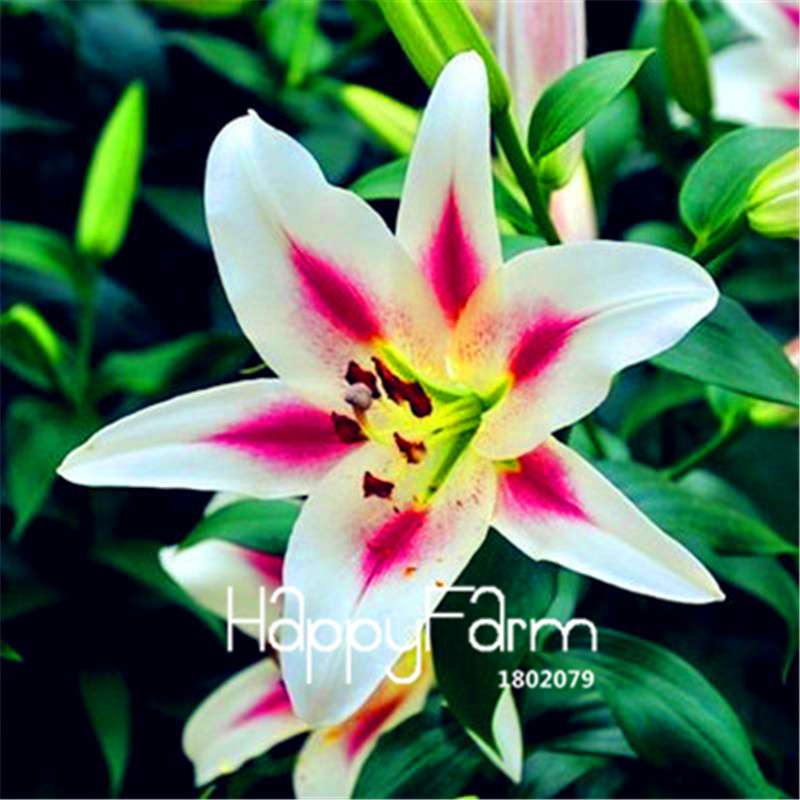 Lily Flower Seeds - Easy to Grow Bonsai Plants for Home & Garden | Fast Blooming