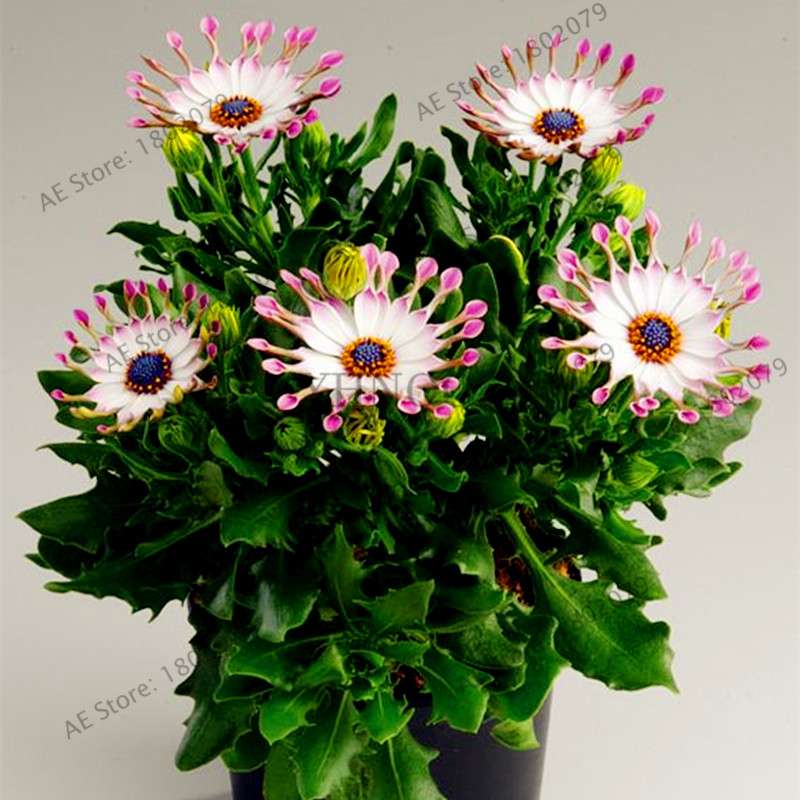 African Blue Eyed Daisy Seeds - Osteospermum Bonsai Flower Seeds for Home Garden & Potted Plants