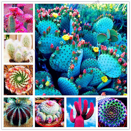 Premium Cactus & Succulent Seeds Mix - High Germination for Home & Garden Planting
