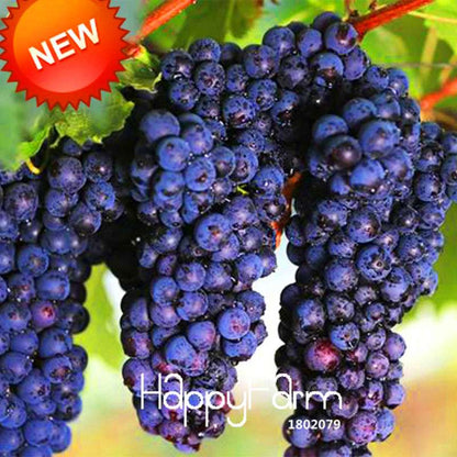 Black Grape Seeds - Non-GMO, High Germination Rate - Perfect for Home Gardening & Fresh Fruit