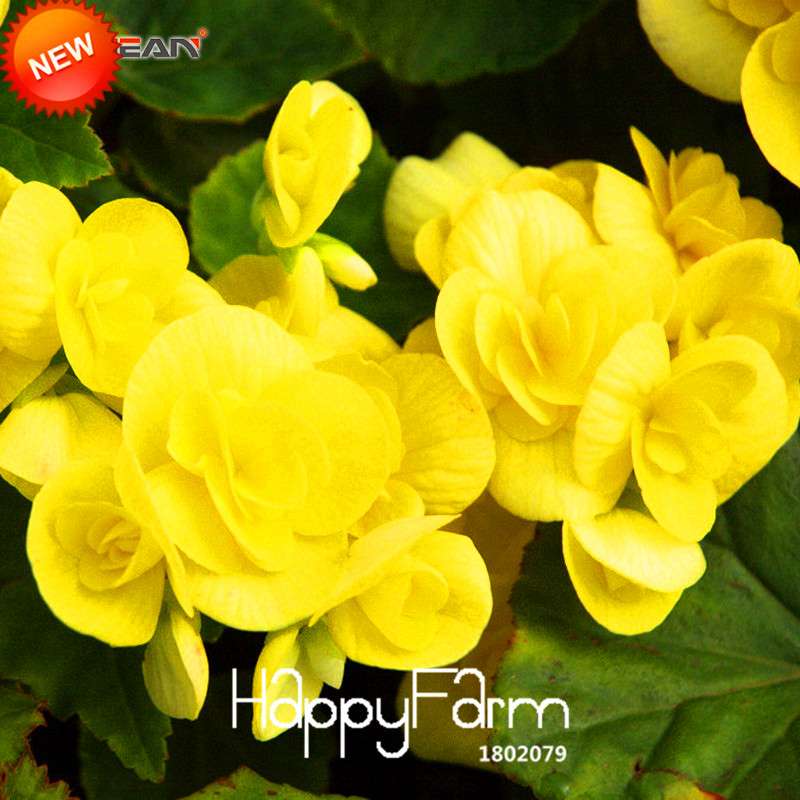 Yellow Begonia Seeds - True Malus Spectabilis, Potted Bonsai Plant Seeds for Home Garden