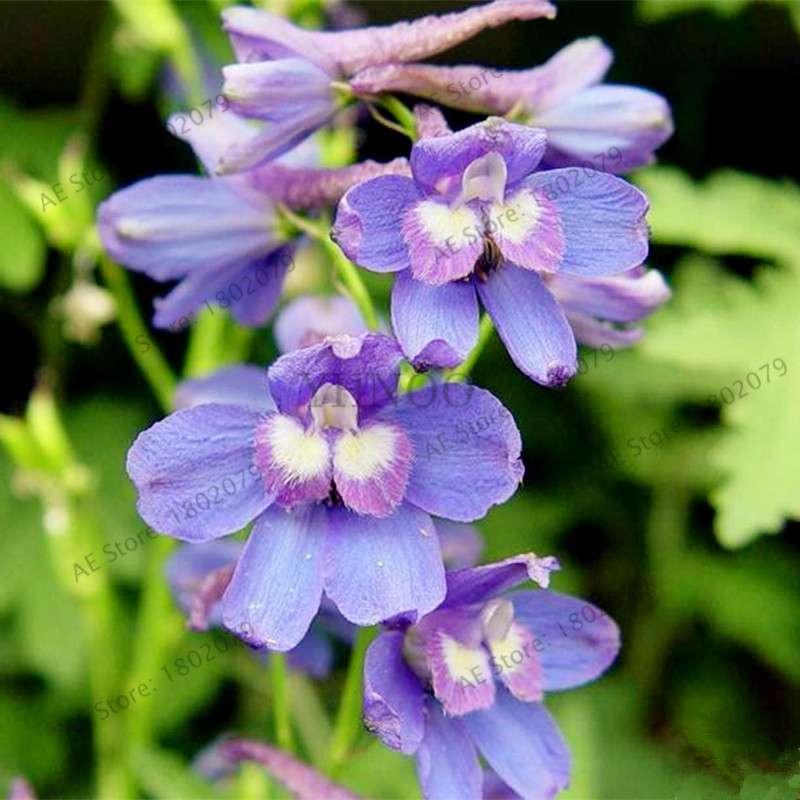 Mixed Color Larkspur Seeds - Rocket Larkspur (Consolida Ajacis) for Home Garden Planting