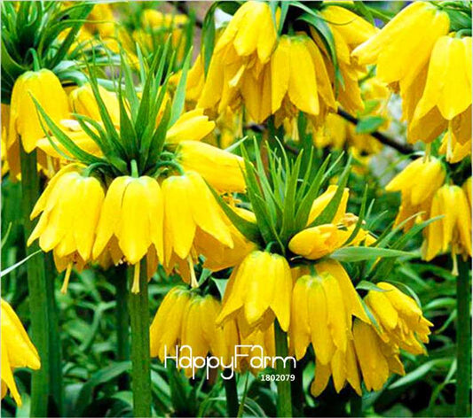 Yellow Imperial Crown Seeds - Easy to Grow, Lush Ground Cover for Home Garden (Imperialis Lutea)